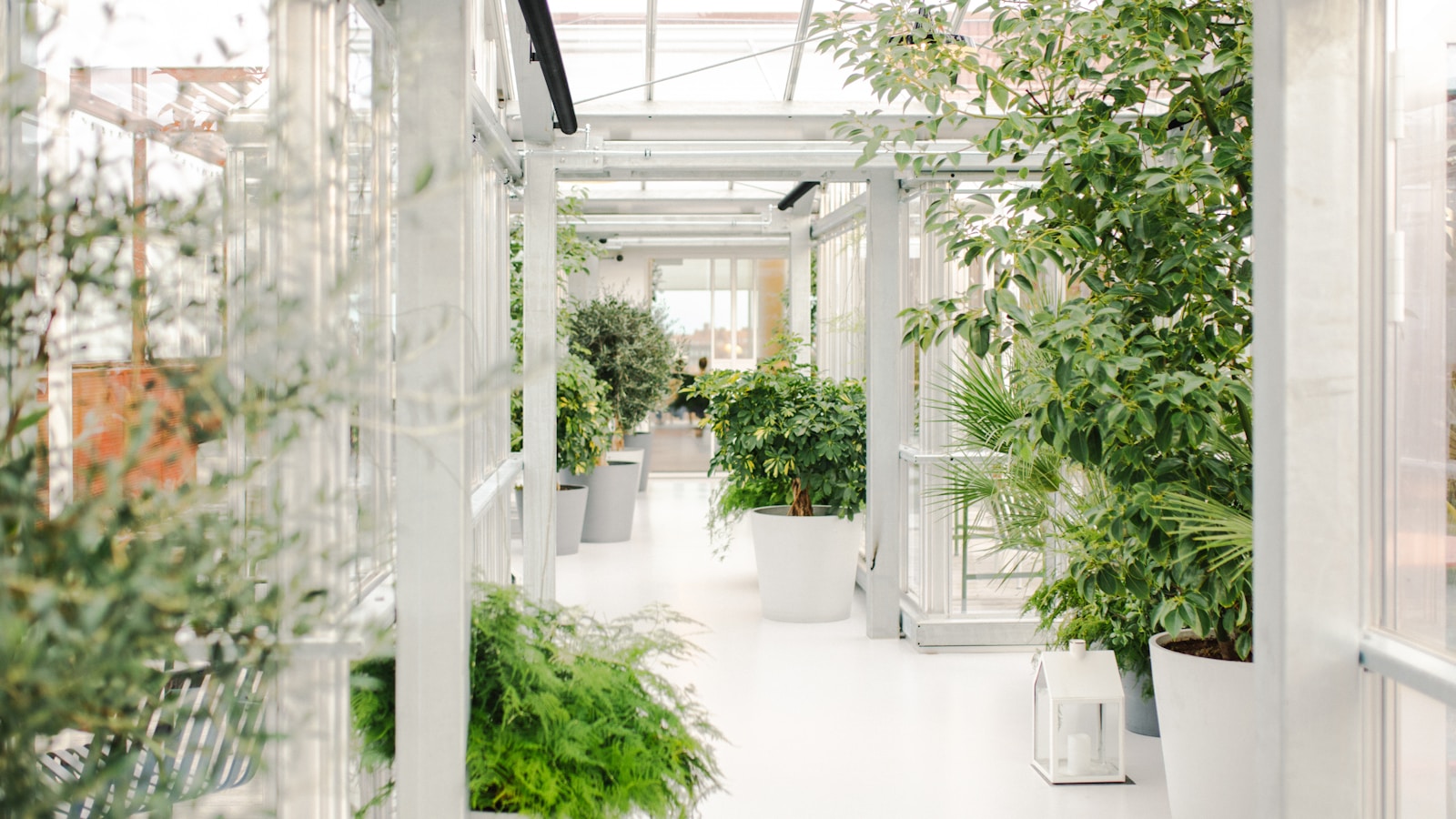 Comparación de nitrato y amonio