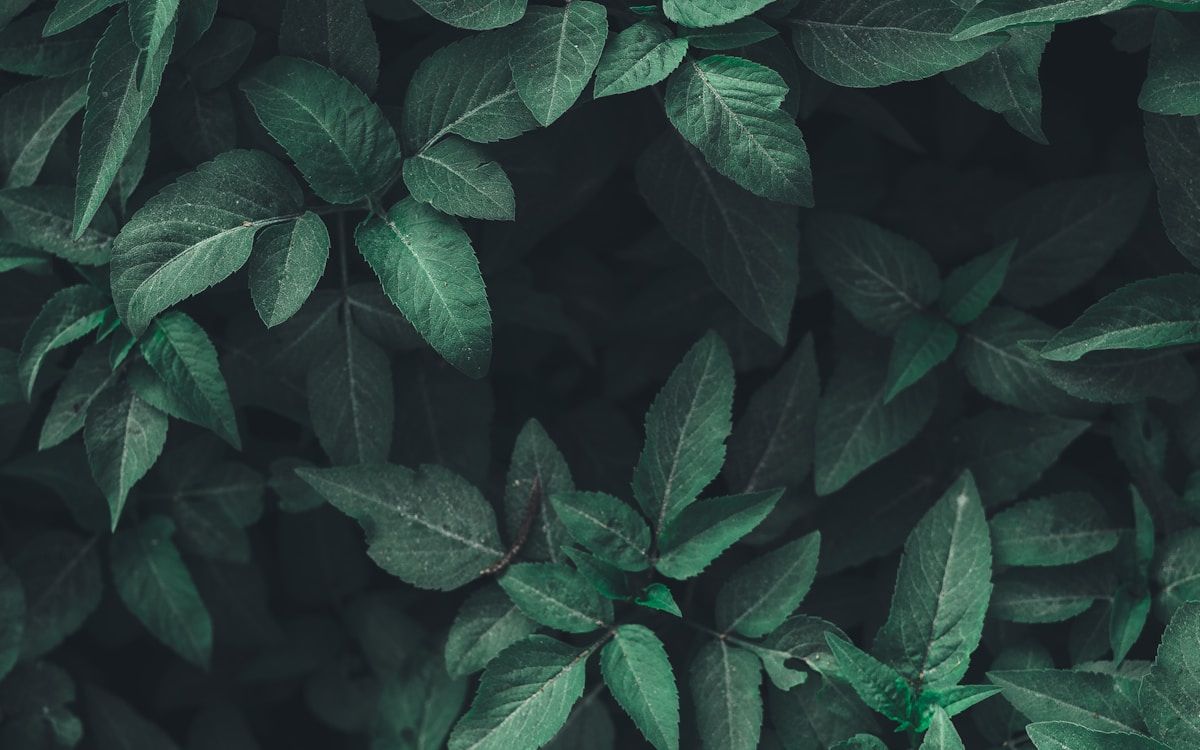 Close-up of healthy leaf receiving nutrition
