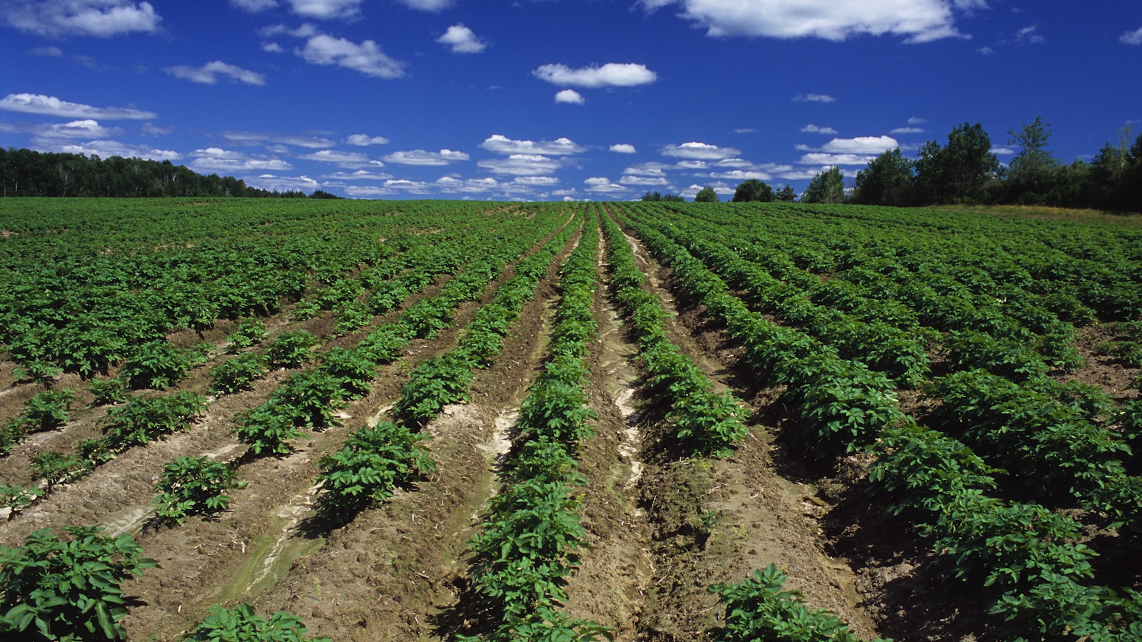 Usos del nitrato de potasio