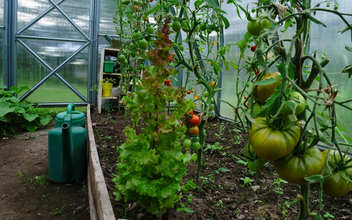 Greenhouse cultivation with precision fertigation